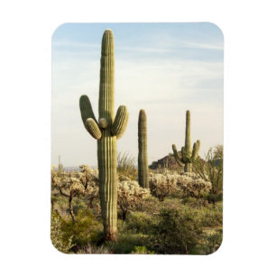 Imán Cactus del Saguaro, Arizona, los E.E.U.U.