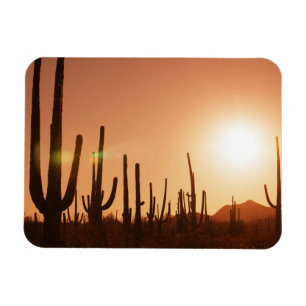 Imán Cactus en desierto