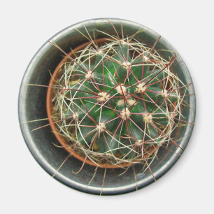 Imán Cactus en el refrigerador