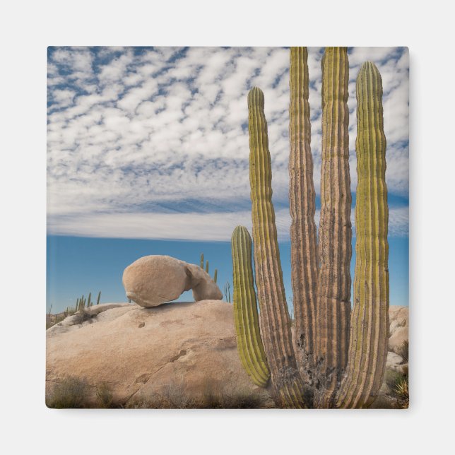 Imán Cactus En Escenario Desértico (Frente)
