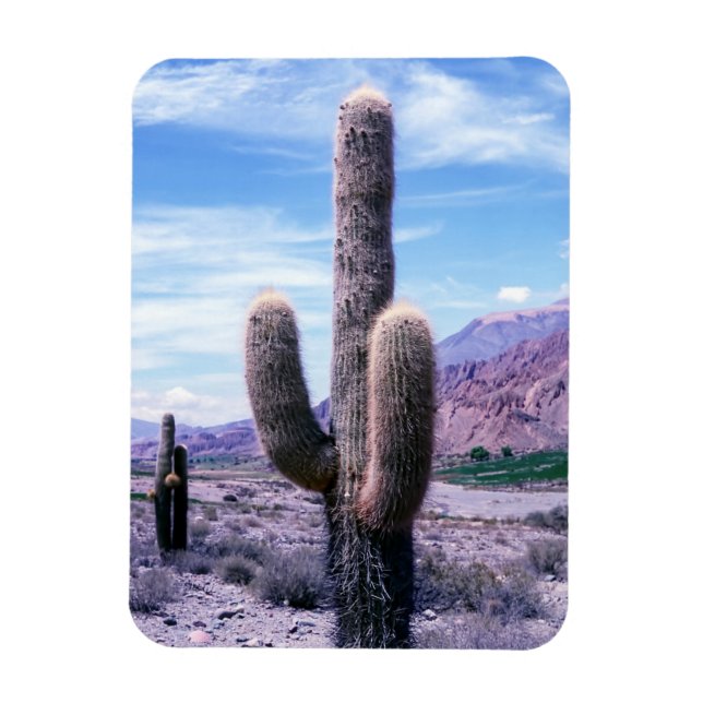 Imán Cactus en la provincia de Jujuy, al norte de Argen (Vertical)
