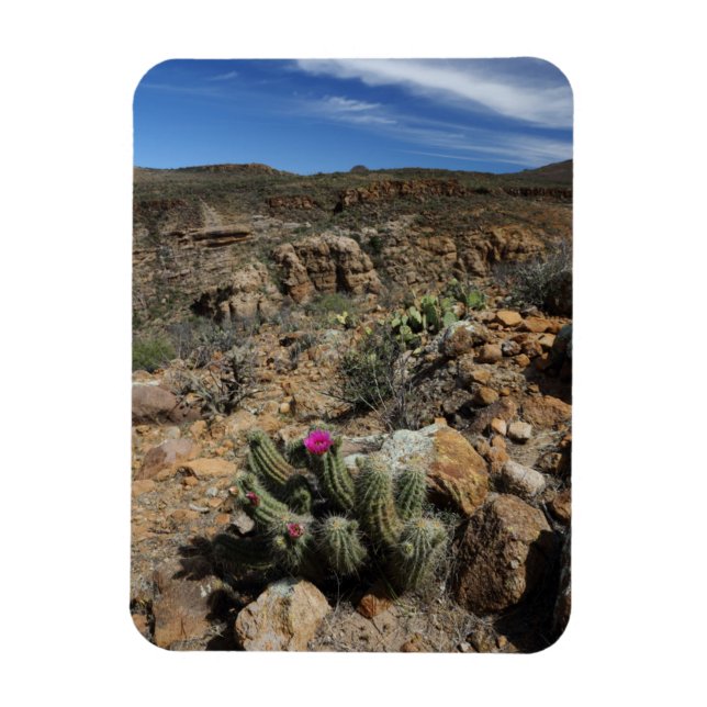 Imán Cactus Flowering (Vertical)