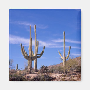 Imán Cactus gigante saguaro multi brazeado, Saguaro