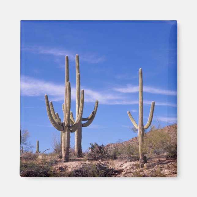 Imán Cactus gigante saguaro multi brazeado, Saguaro (Frente)
