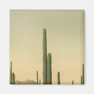 Imán Cactus grove, Arizona