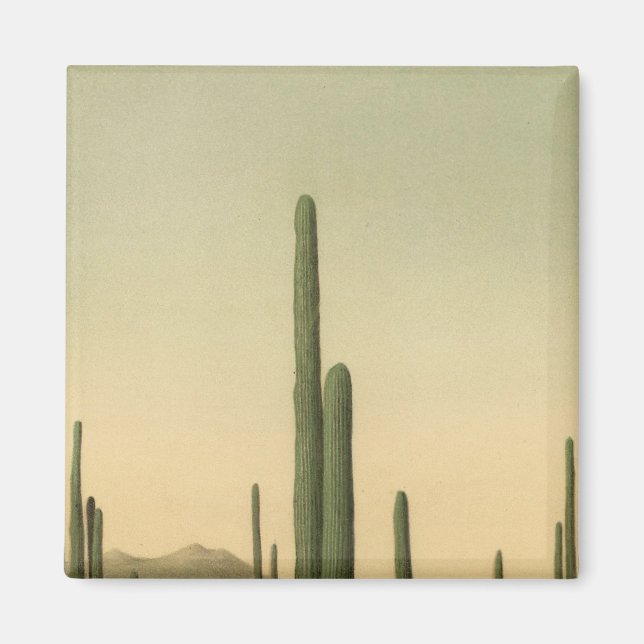 Imán Cactus grove, Arizona (Frente)