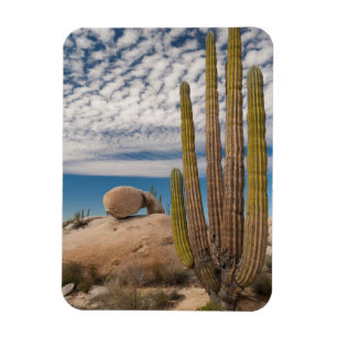 Imán Cactus In Desert Scenic