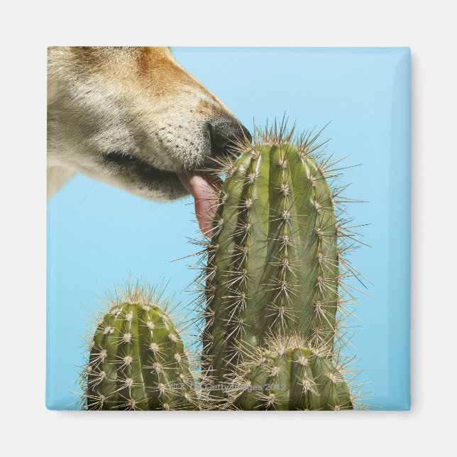 Imán Cactus lamiendo perro, de primer plano (Frente)