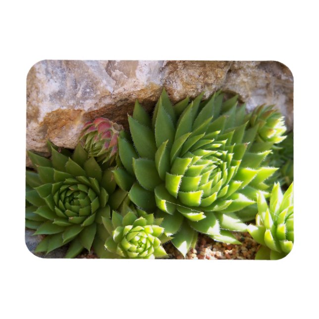 Imán Cactus Magnet (Horizontal)