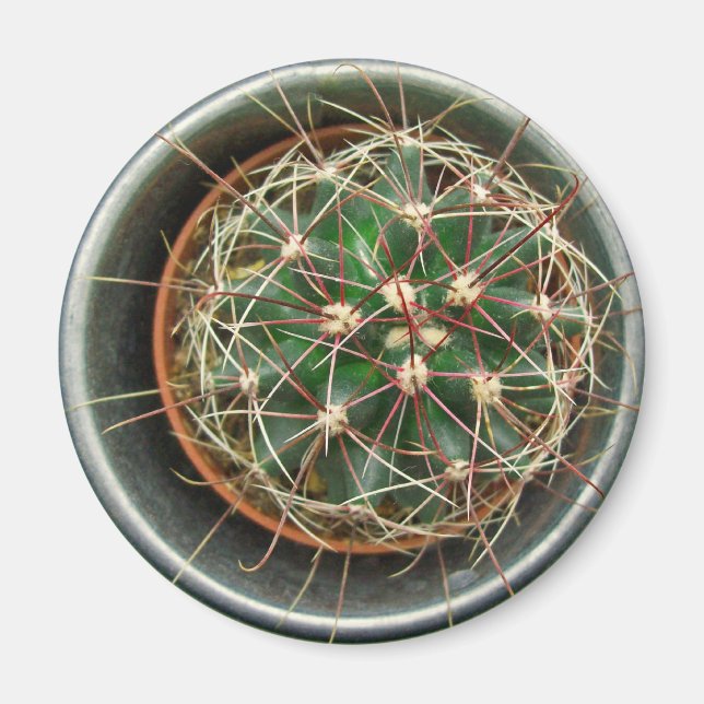 Imán Cactus on Fridge (Frente)