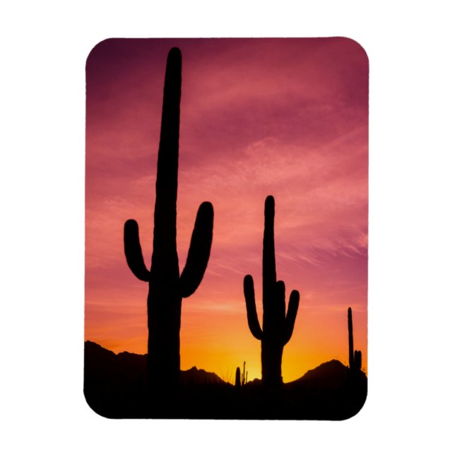 Imán Cactus saguaro al amanecer, Arizona (Vertical)