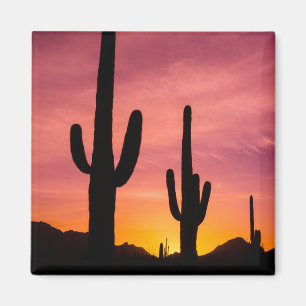 Imán Cactus saguaro al amanecer, Arizona