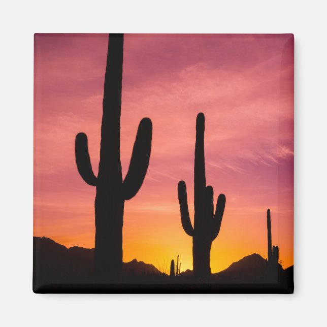 Imán Cactus saguaro al amanecer, Arizona (Frente)