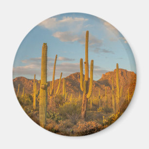 Imán Cactus saguaro al atardecer, Arizona