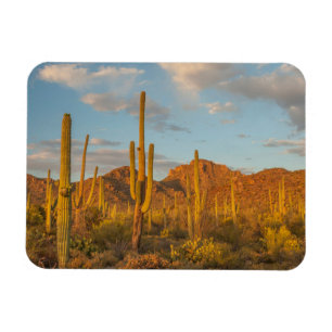 Imán Cactus saguaro al atardecer, Arizona
