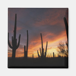 Imán cactus saguaro, Carnegiea gigantea, después