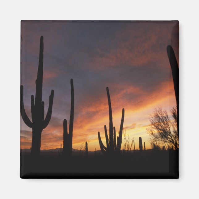 Imán cactus saguaro, Carnegiea gigantea, después (Frente)