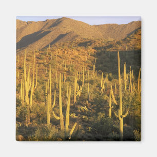 Imán Cactus saguaro en el Parque Nacional Saguaro cerca