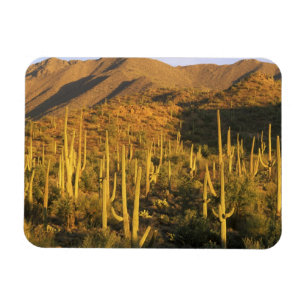 Imán Cactus saguaro en el Parque Nacional Saguaro cerca
