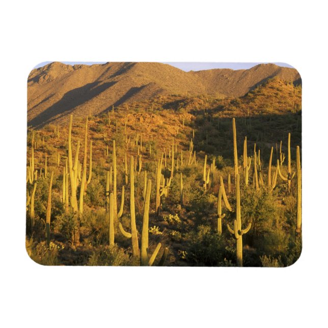 Imán Cactus saguaro en el Parque Nacional Saguaro cerca (Horizontal)