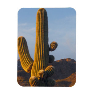 Imán Cactus Saguaro Iluminado por el Sol