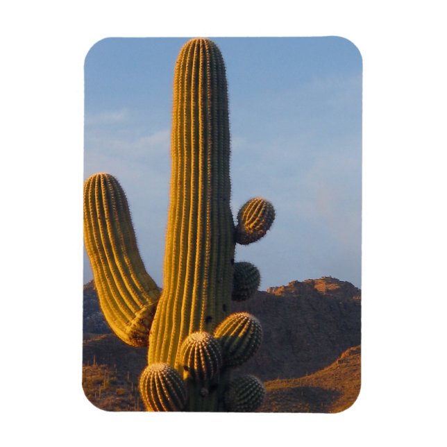 Imán Cactus Saguaro Iluminado por el Sol (Vertical)