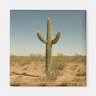Imán Cactus solitario