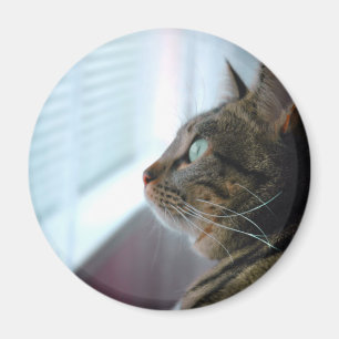 Imán Cada el gatito comtempla afuera