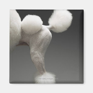 Imán Caderas del caniche, en fondo gris