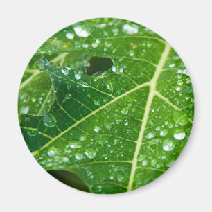 Imán Cae la lluvia en la hoja tropical verde de papaya