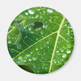 Imán Cae la lluvia en la hoja tropical verde de papaya
