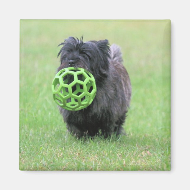 Imán Cairn terrier (Frente)