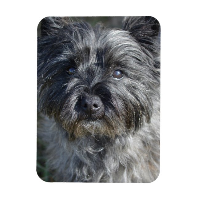 Imán Cairn Terrier Face (Vertical)