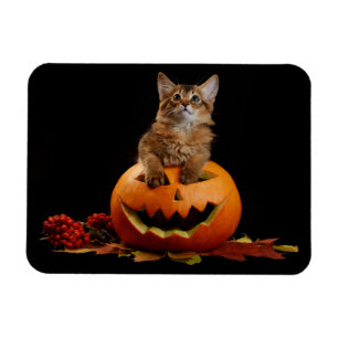 Imán Calabaza De Halloween Y Gatito Somalí