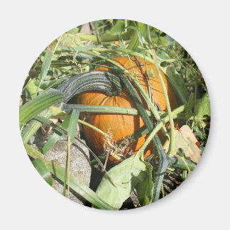 Imán Calabaza En La Fotografía De La Naturaleza Vina