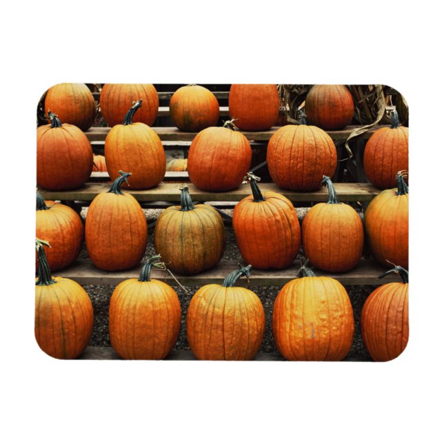 Imán Calabazas de otoño (Horizontal)