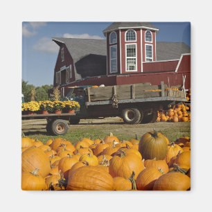 Imán Calabazas en granja en otoño cerca de Concord, 2