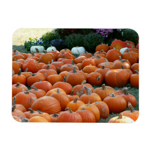 Imán Calabazas y crisantemos Fotografía de la cosecha d