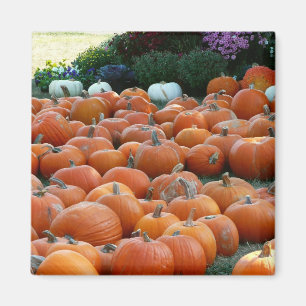 Imán Calabazas y crisantemos Fotografía de la cosecha d