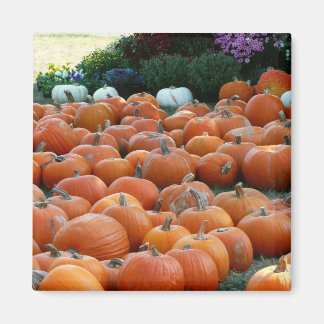 Imán Calabazas y Mamáes Fotografía de la cosecha de oto