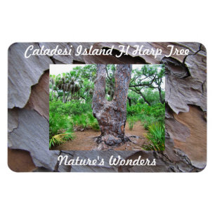 Imán Caladesi Island Fl Harp Tree Premium Flexi Magnet