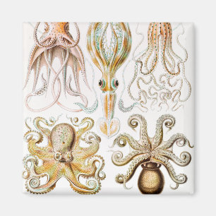Imán Calamar del pulpo, Gamochonia por Ernst Haeckel