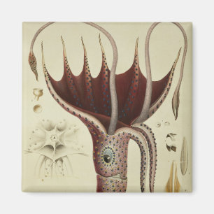 Imán Calamar, Pl.2 de 'Histoire Naturelle