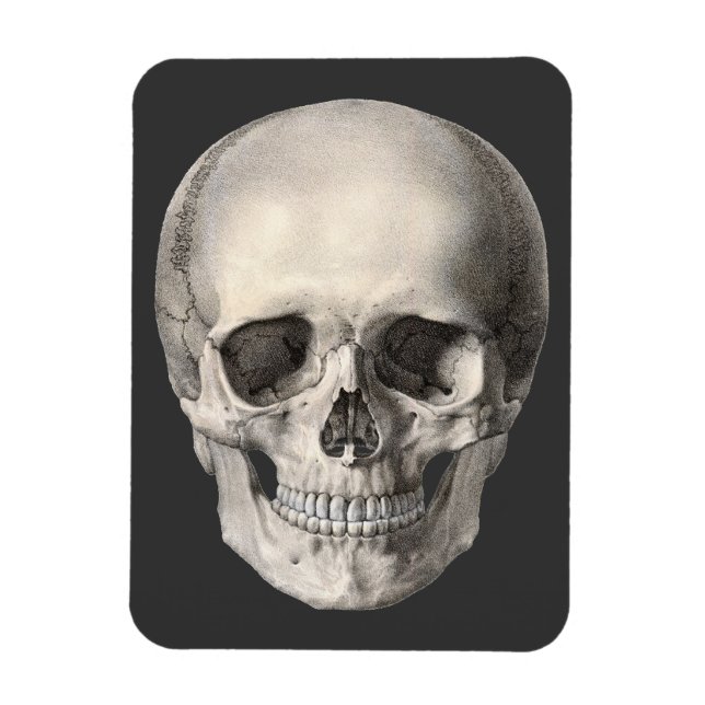Imán Calavera de anatomía humana vintage, esqueleto de  (Vertical)