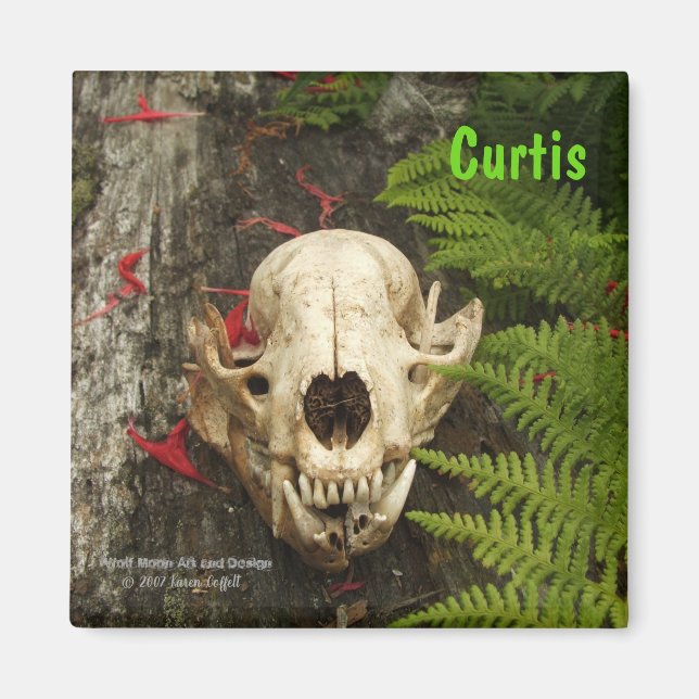 Imán Calavera de mapache viejo tronco con helechos y Mo (Frente)