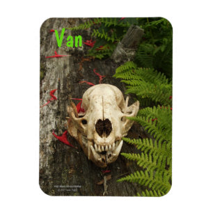 Imán Calavera de mapache viejo tronco con helechos y Mo
