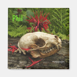 Imán Calavera de mapache viejo tronco con helechos y Mo