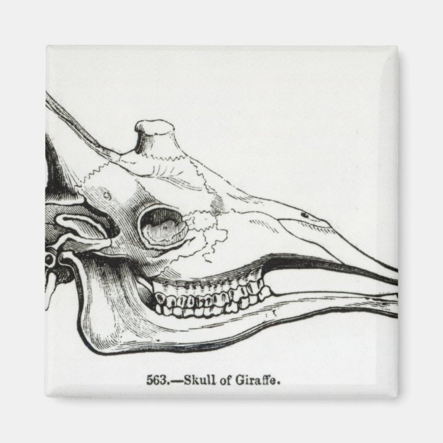 Imán Calavera de una jirafa (Frente)