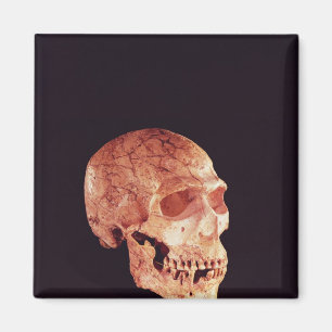 Imán Calavera neandertal descubierta en el Monte Carmel