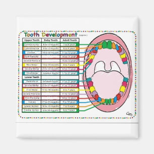 Imán Calendario primario/adulto de la erupción de